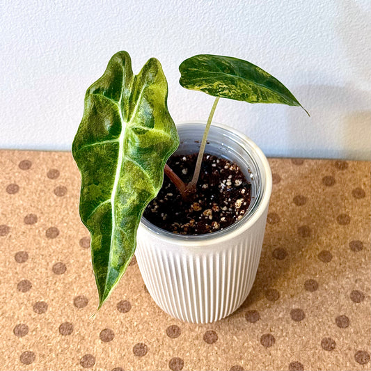 Alocasia Sanderiana Bull Aurea (grow from corm)