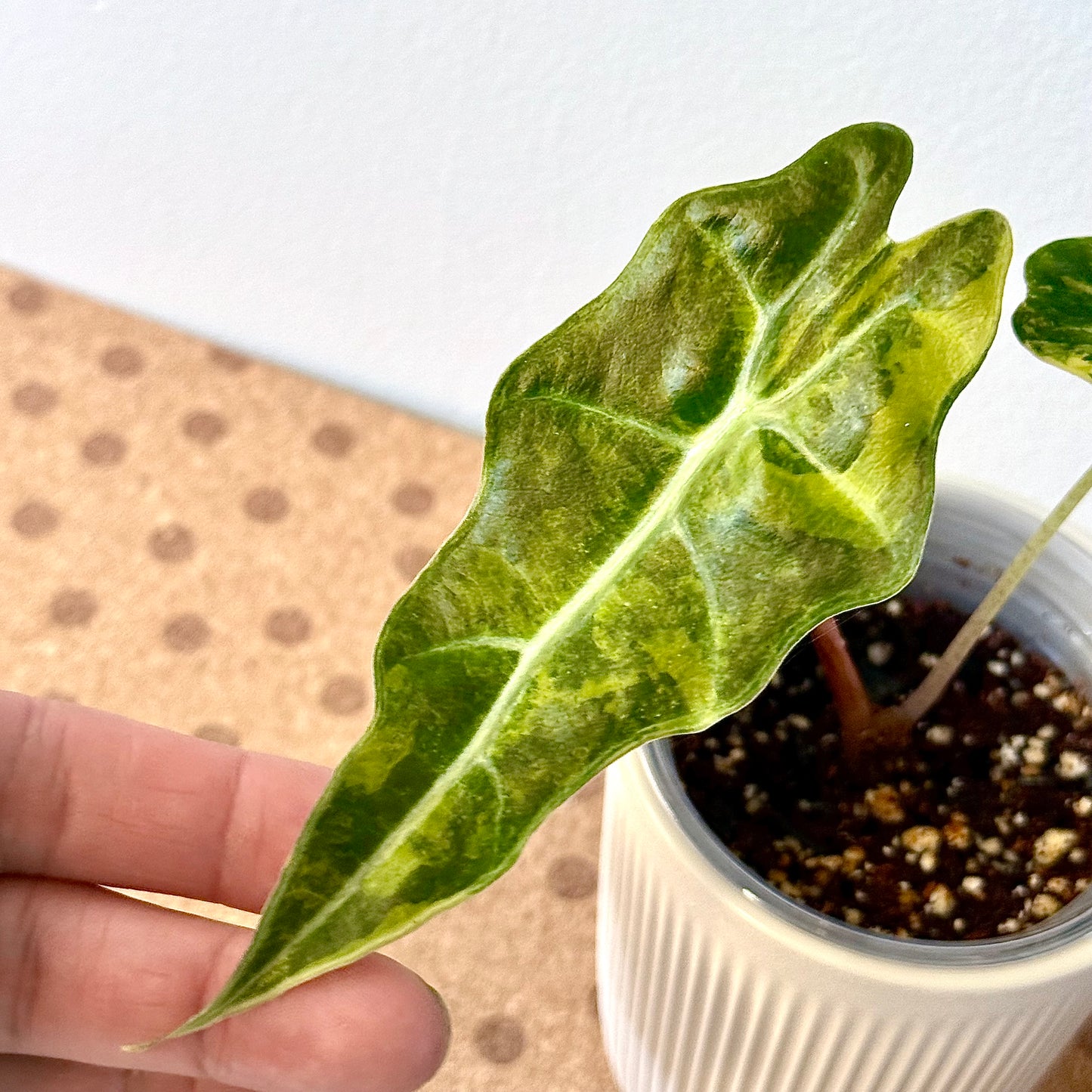 Alocasia Sanderiana Bull Aurea (grow from corm)