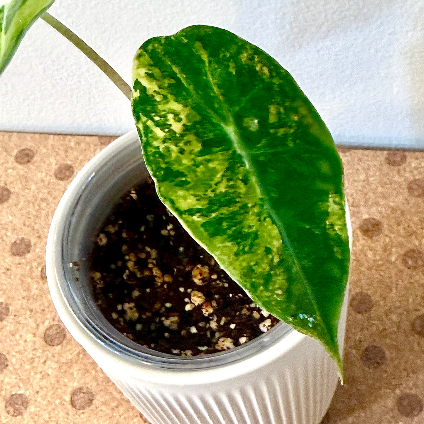 Alocasia Sanderiana Bull Aurea (grow from corm)
