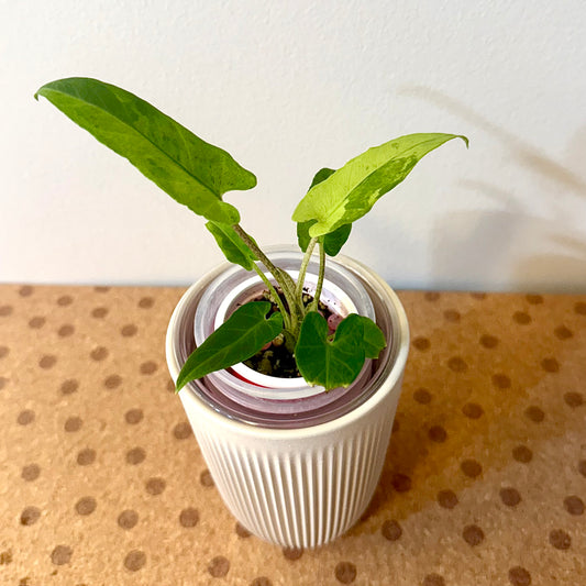 Alocasia Lauterbachiana Variegated ( offshoot )