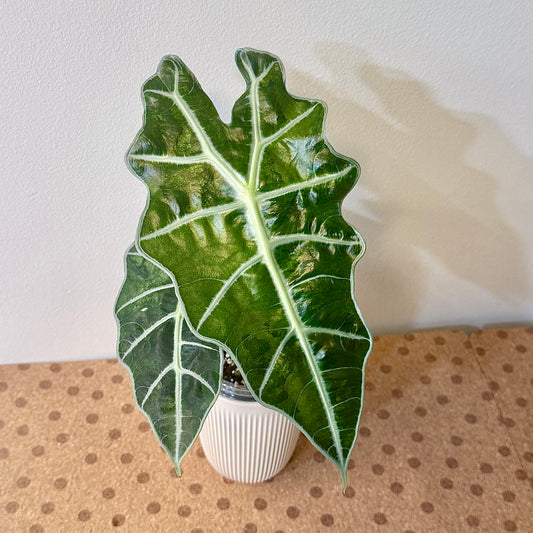 Alocasia Amazonica Albo/Mint