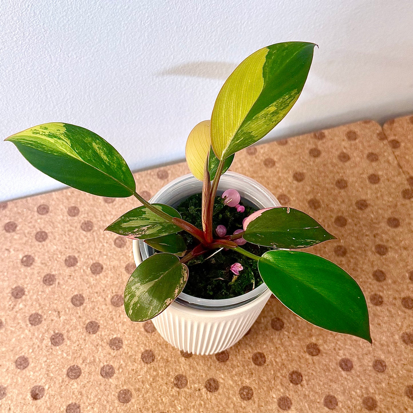 Philodendron Red Congo Variegated