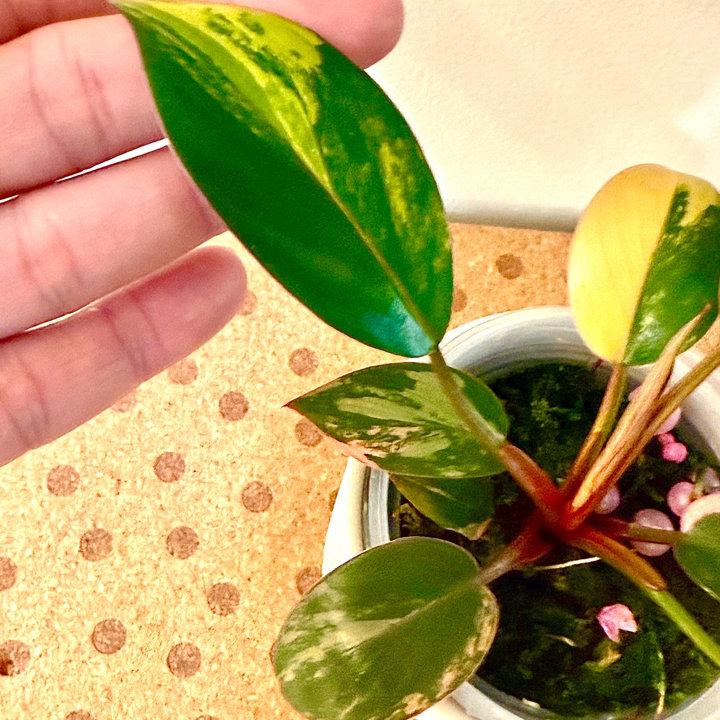 Philodendron Red Congo Variegated