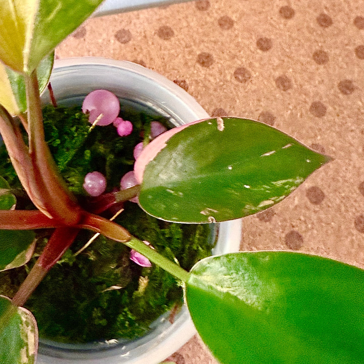 Philodendron Red Congo Variegated