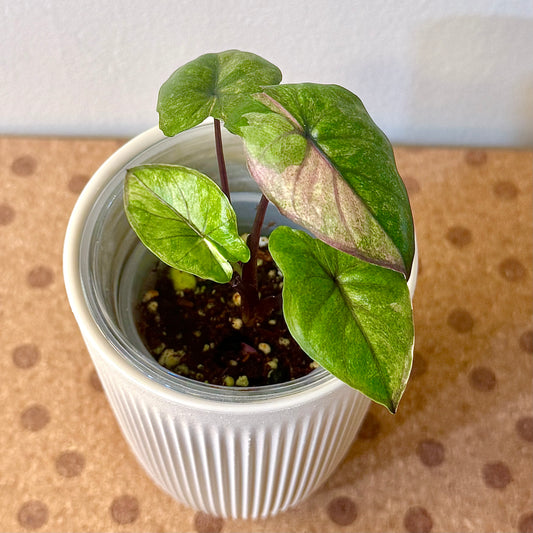 Alocasia Serendipity Variegated (grow from corm)