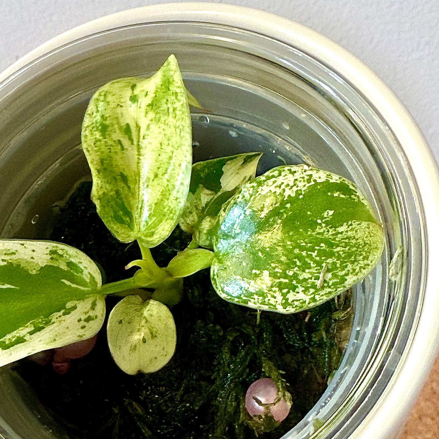 Philodendron Ilsemanii (Kunzo) #3