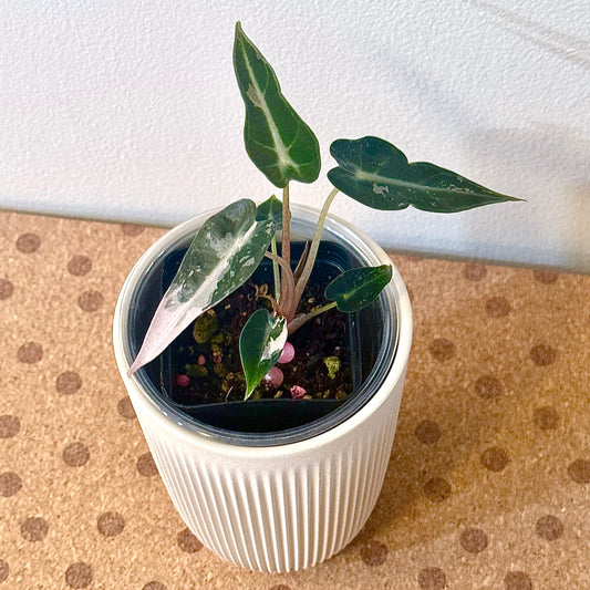 Alocasia Bambino #2 ( corm/ offshoot)