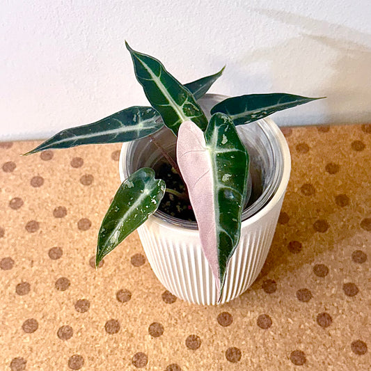 Alocasia Bambino #3 ( corm/ offshoot)