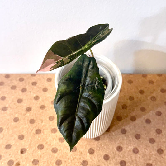 Alocasia Chantrieri Pink ( grow from corm)