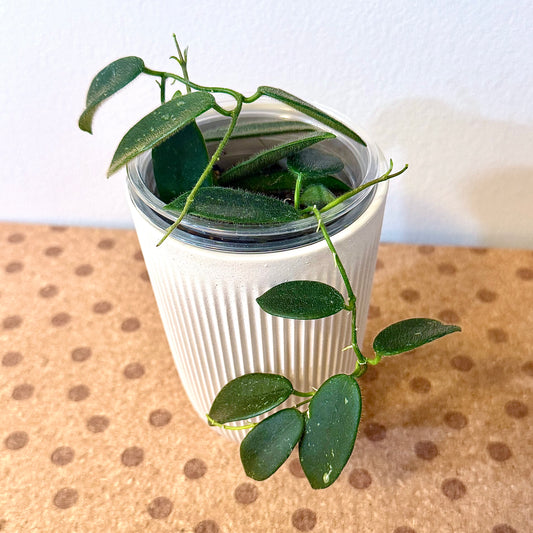 Hoya Thomsonii Splash (multiple grow points)