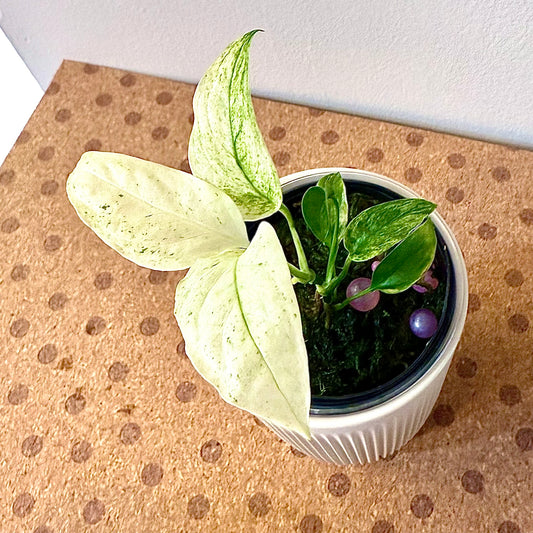 Monstera Laniata Mint #1