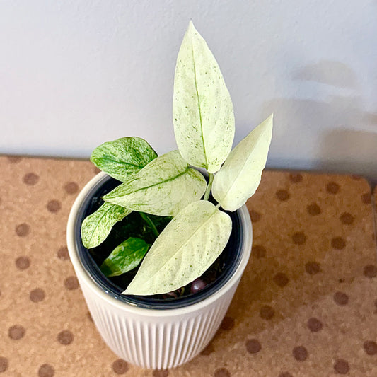 Monstera Laniata Mint #2
