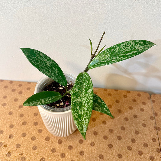 Hoya Pubicalyx Silver Splash pink flower