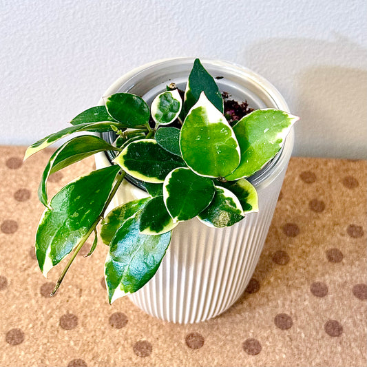 Hoya Lacunosa Asami Clone2 (multiple grow points)