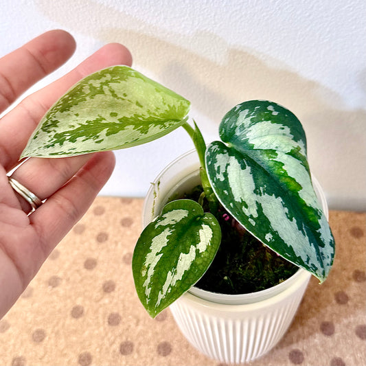 Scindapsus Silver Princess #2