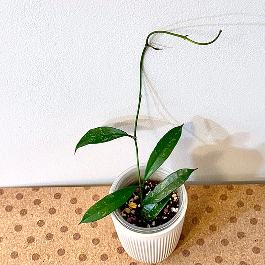 Hoya Griffithii Splash
