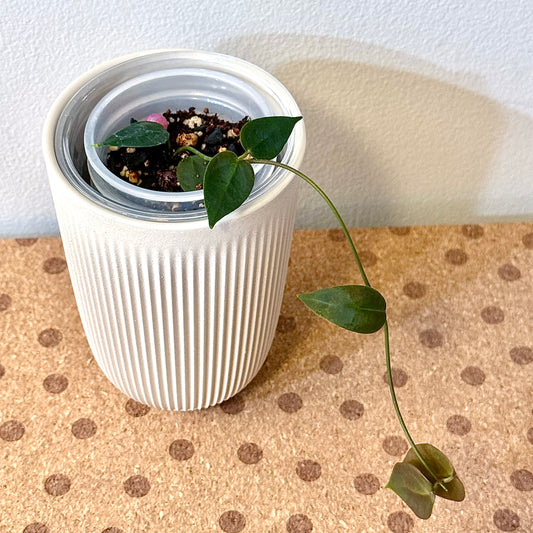 Hoya Carrii