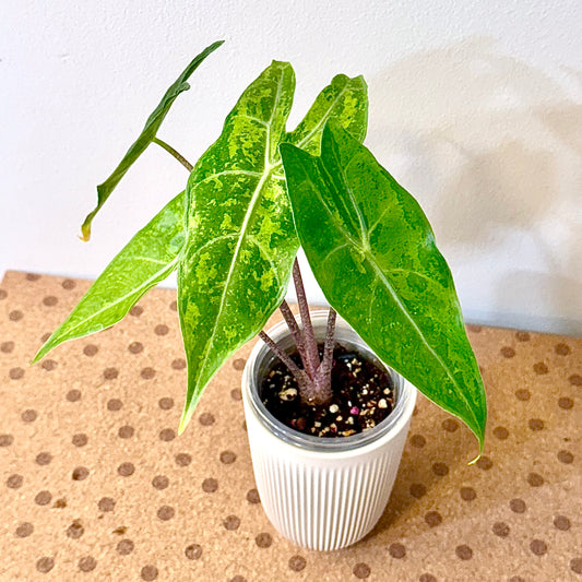 Alocasia Longiloba “Forest” Lemon Lime (grow from corm)