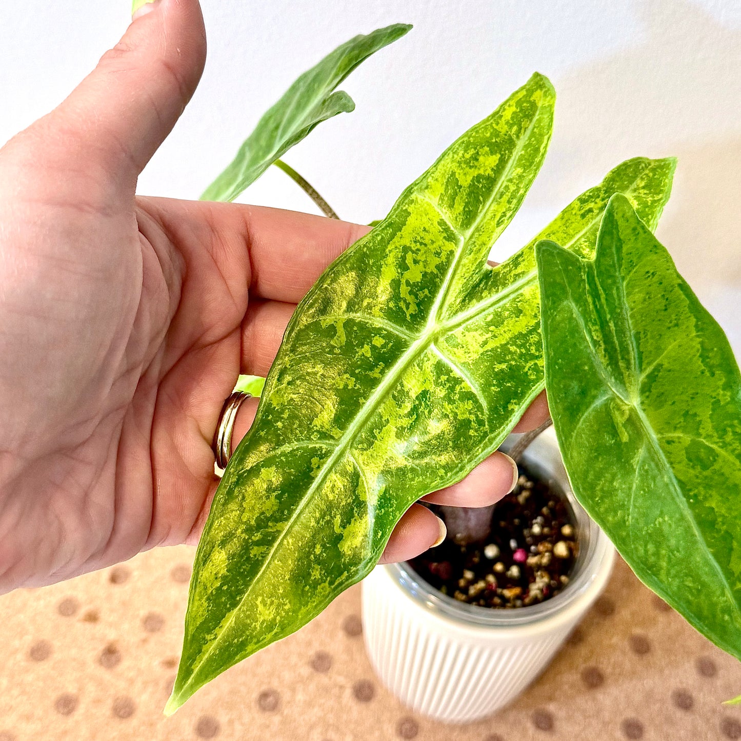 Alocasia Longiloba “Forest” Lemon Lime (grow from corm)