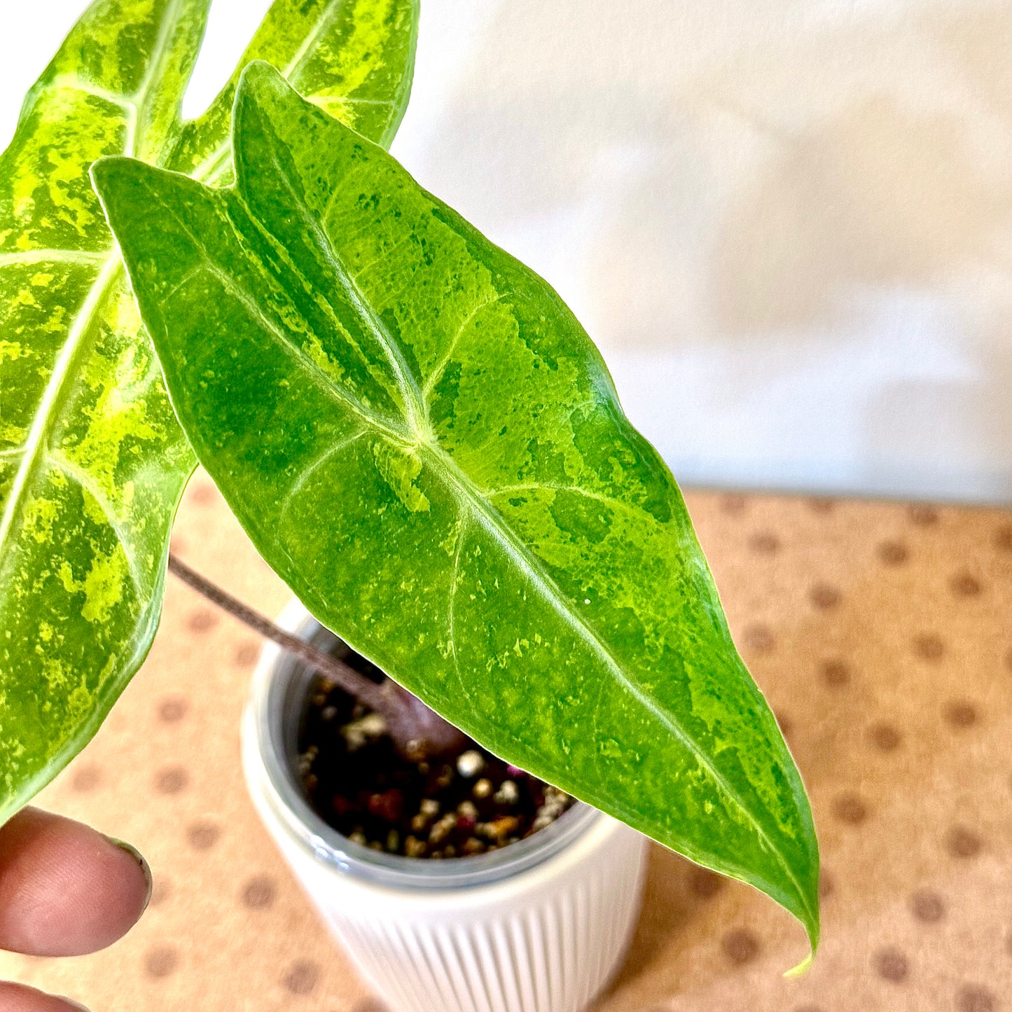 Alocasia Longiloba “Forest” Lemon Lime (grow from corm)
