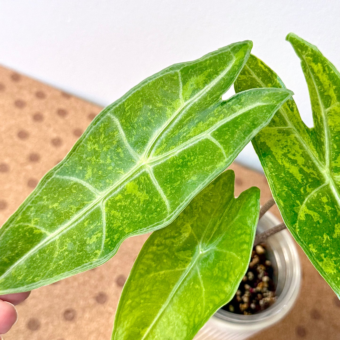 Alocasia Longiloba “Forest” Lemon Lime (grow from corm)