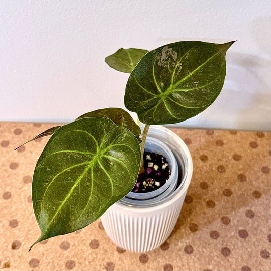 Alocasia Wentii Silver Pink variegated (grow from corm)