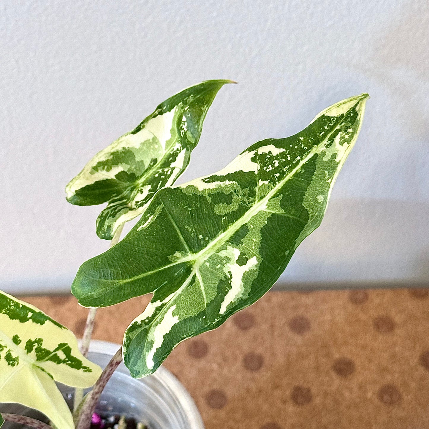 Alocasia Sarian Albo (grow from corm)