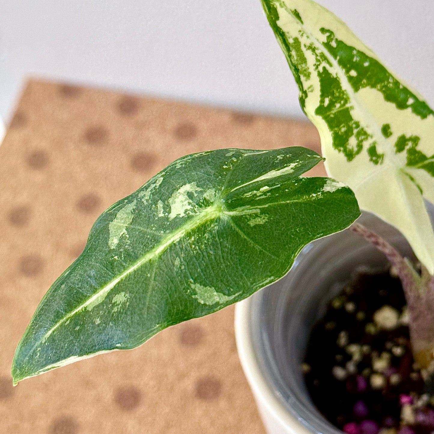 Alocasia Sarian Albo (grow from corm)