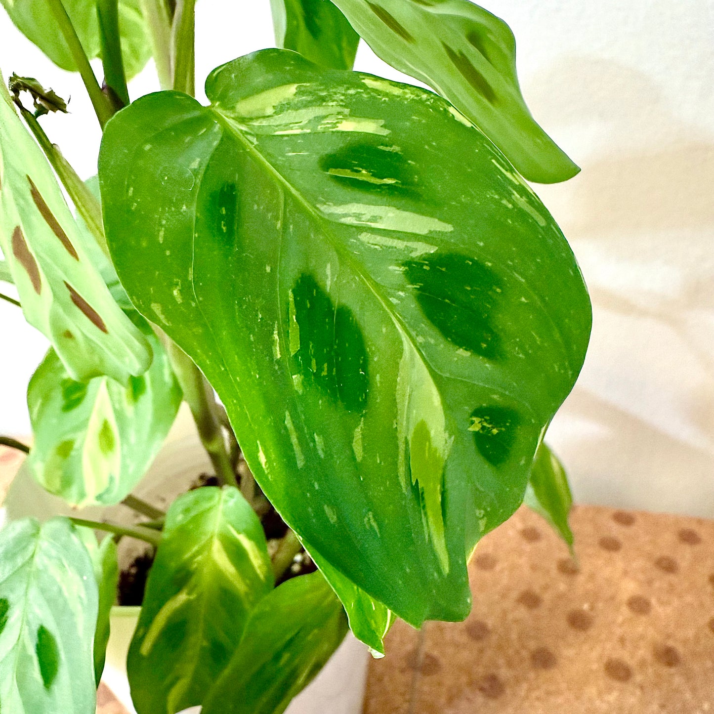 Maranta leuconeura variegated