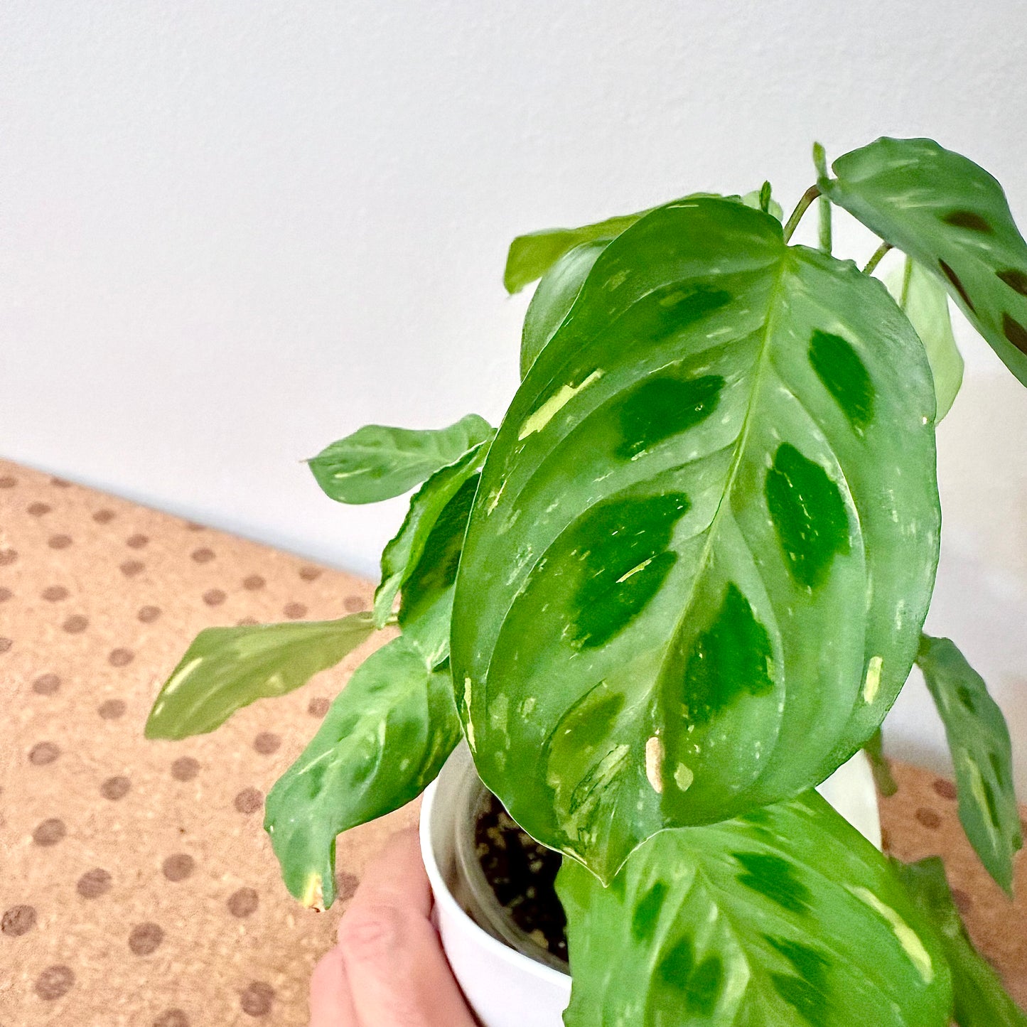 Maranta leuconeura variegated
