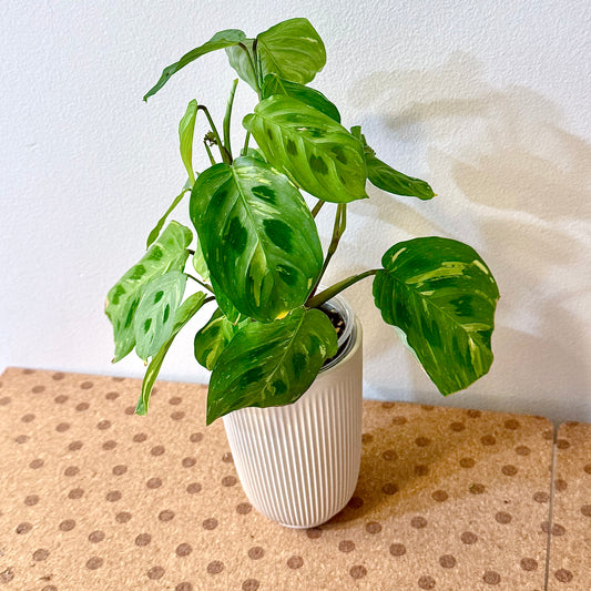 Maranta leuconeura variegated