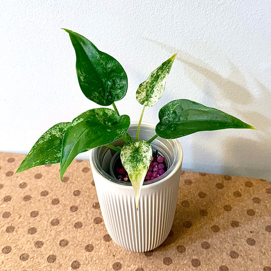 Alocasia Cuculata Albo/ mint #1