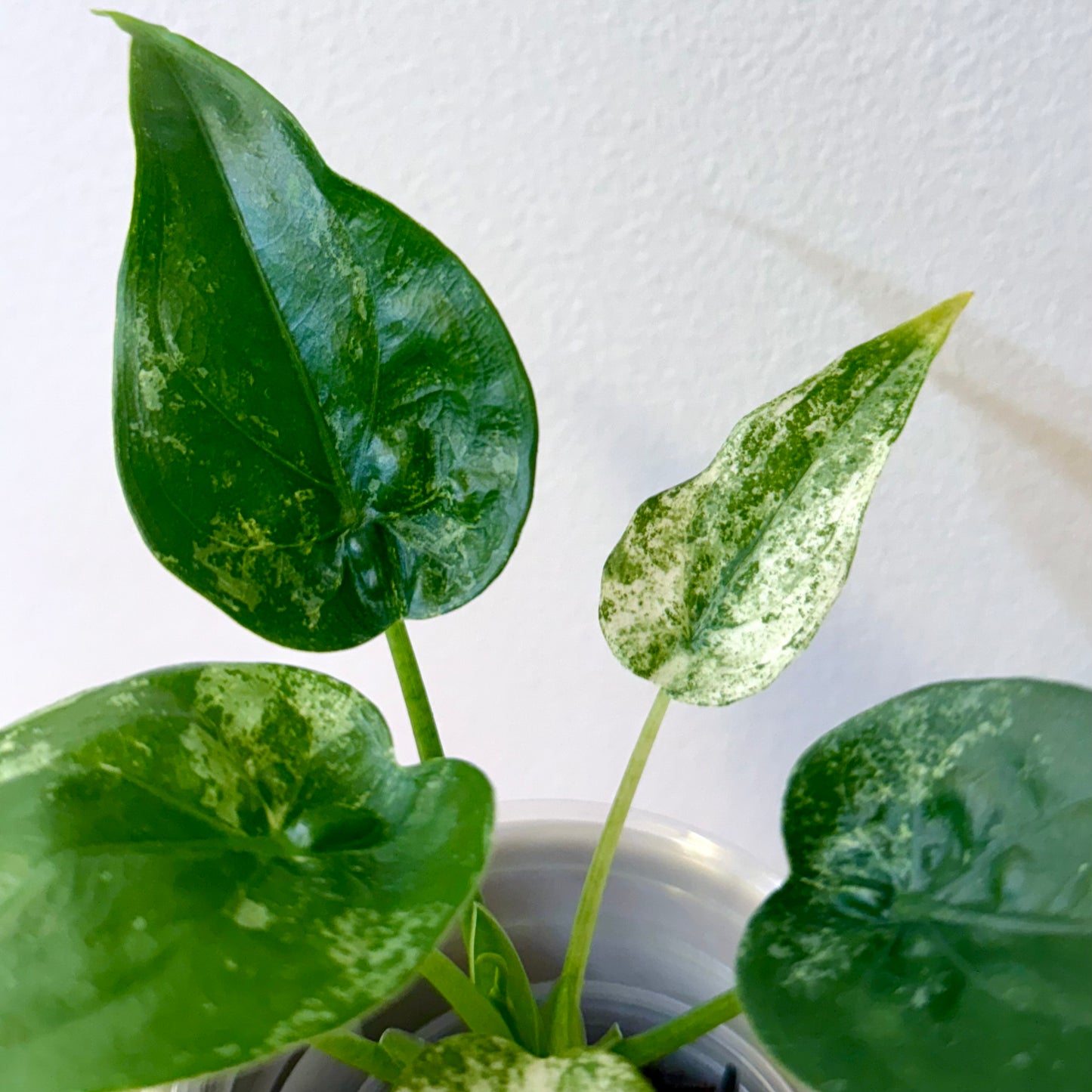 Alocasia Cuculata Albo/ mint #1