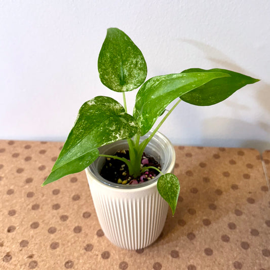 Alocasia Cuculata Albo/ mint #2