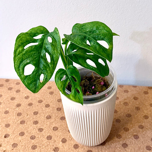 Monstera Adansonii European Mint #1
