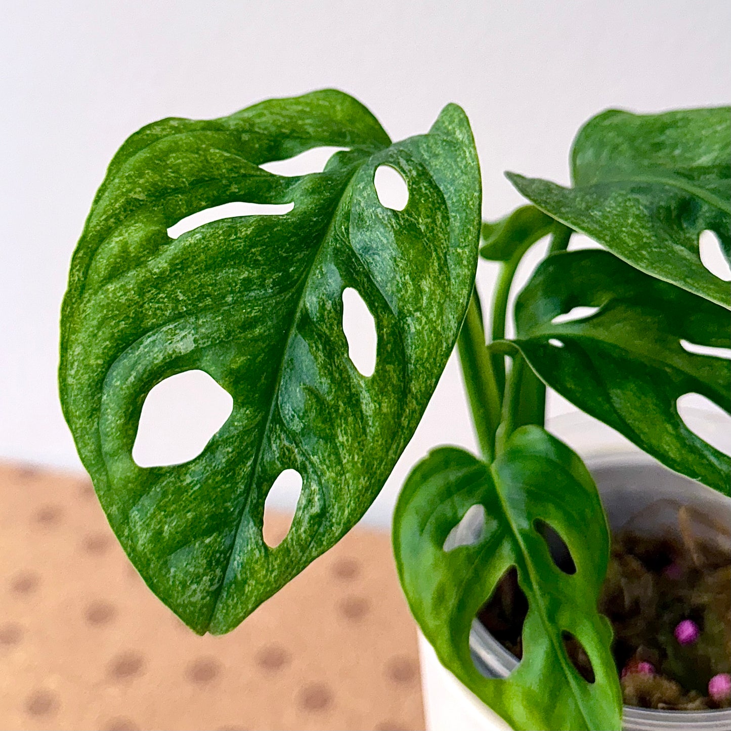 Monstera Adansonii European Mint #1