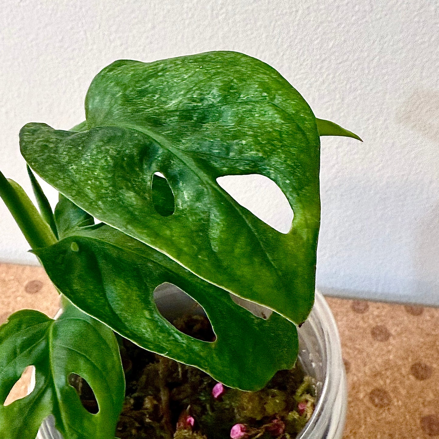 Monstera Adansonii European Mint #1