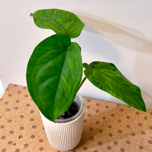 Syngonium Chiapense Green
