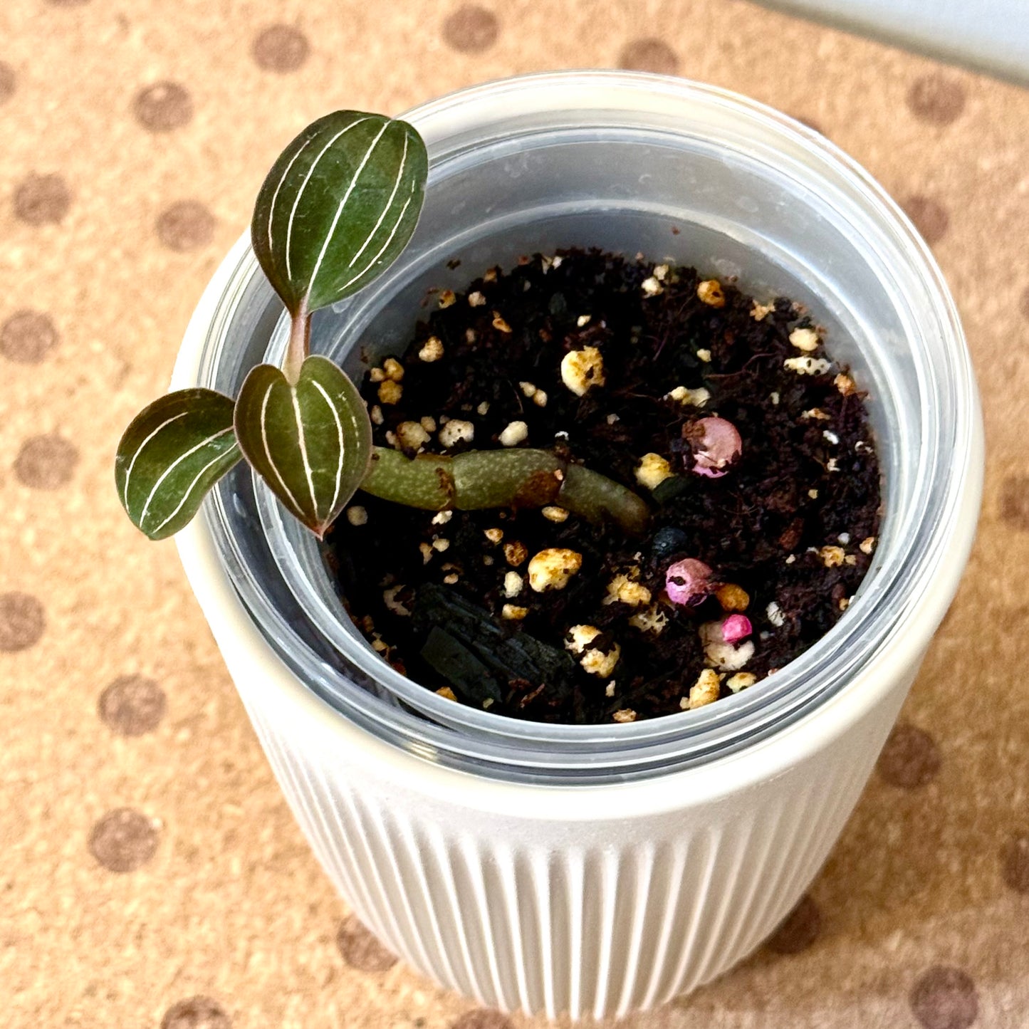 Ludisia Discolor