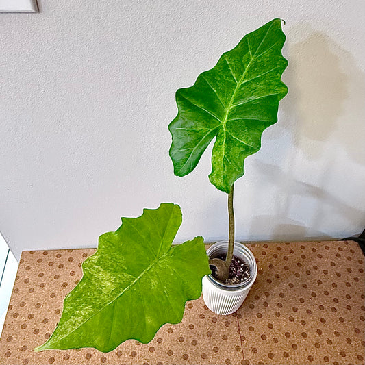 Alocasia Portora Aurea