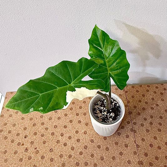 Alocasia Portora Albo ( grow from corm)