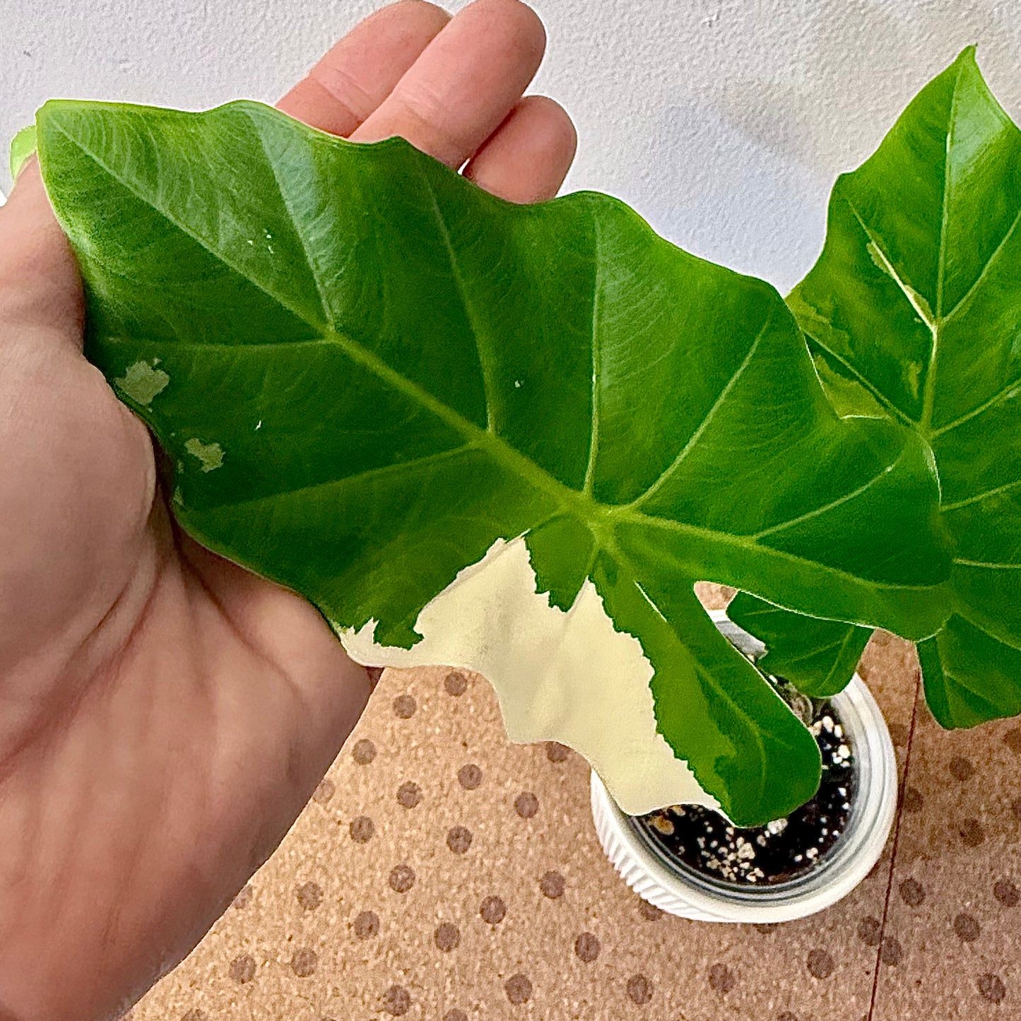Alocasia Portora Albo ( grow from corm)