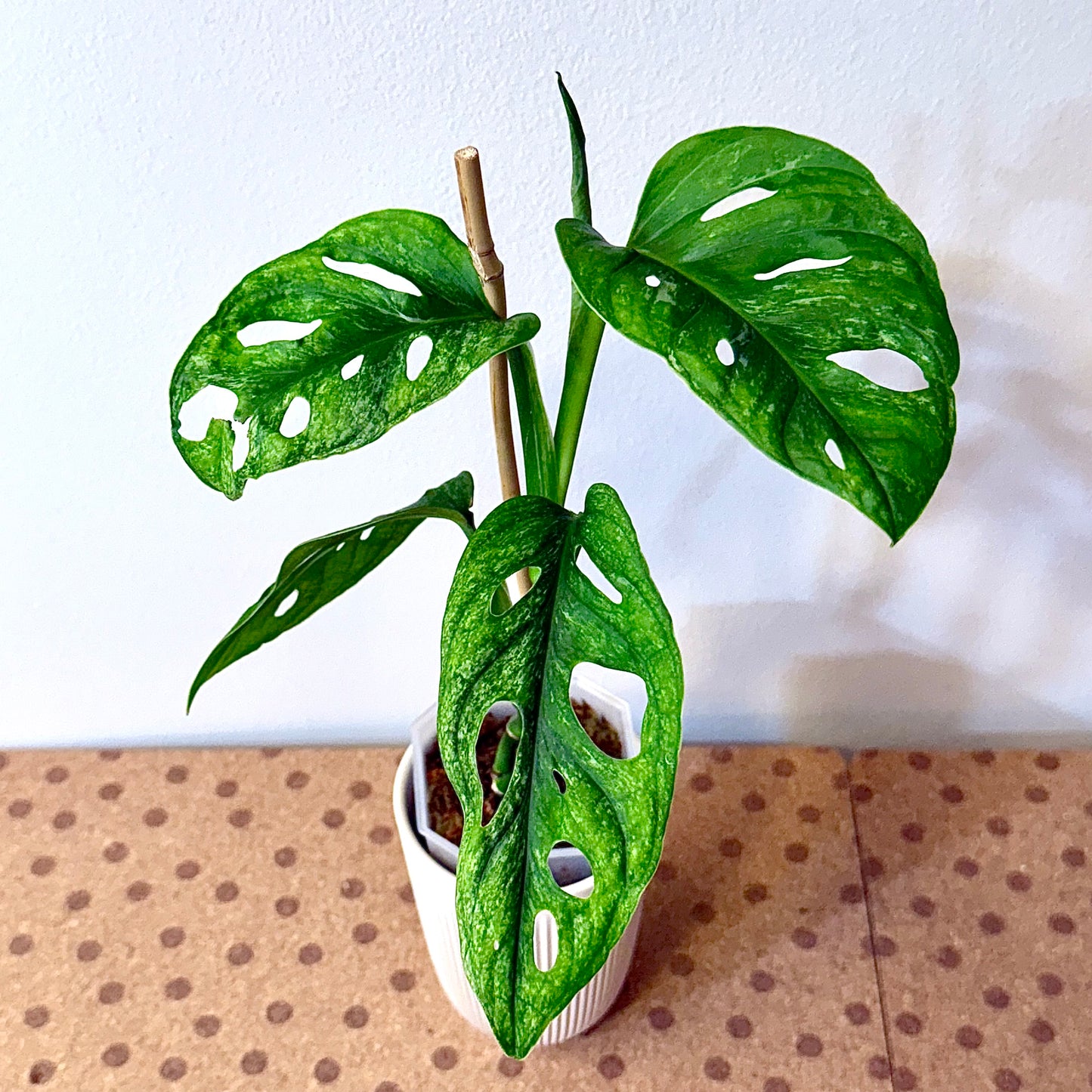 Monstera Adansonii European Mint #2