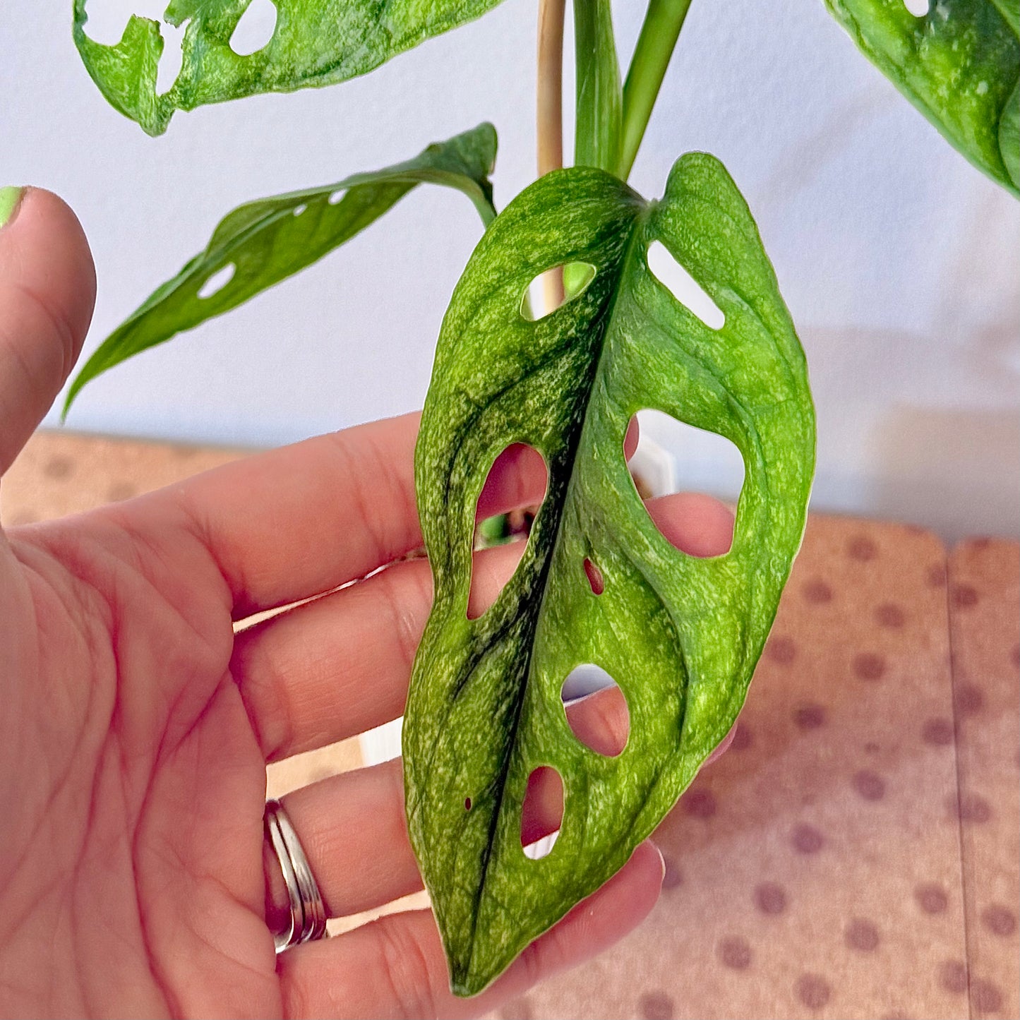 Monstera Adansonii European Mint #2