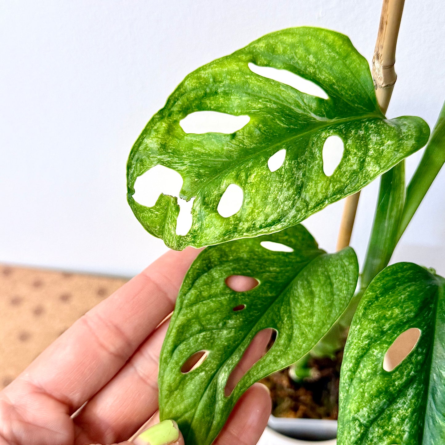 Monstera Adansonii European Mint #2