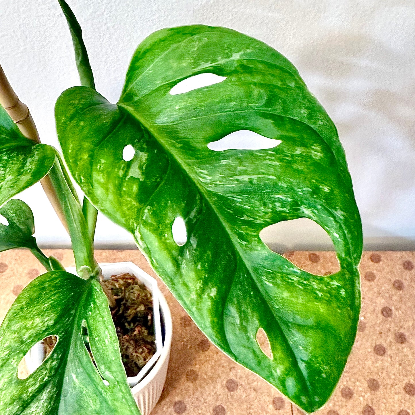 Monstera Adansonii European Mint #2