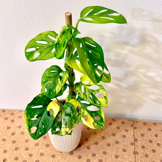 Monstera Adansonii Aurea (big plant, 2 grow points)
