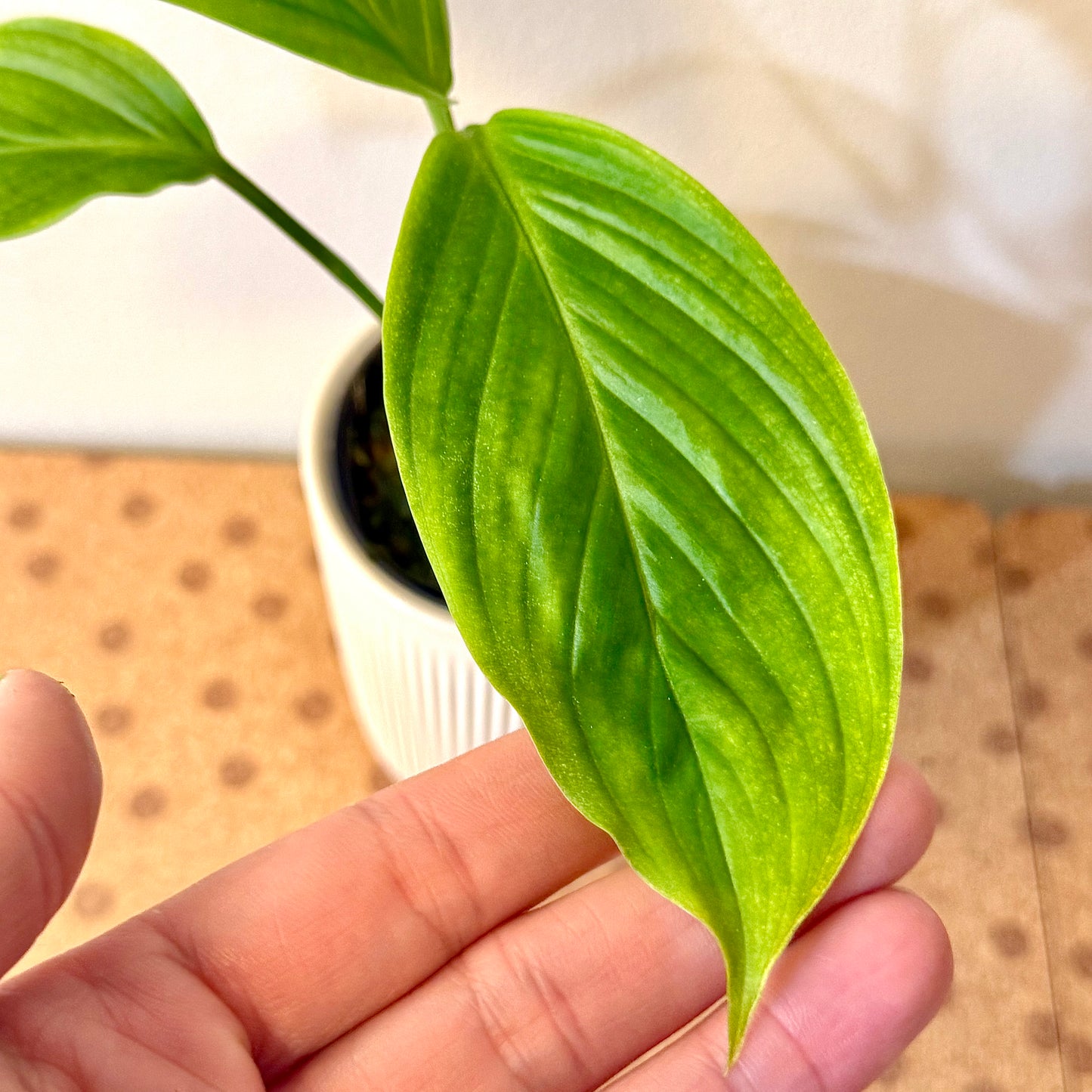 Scindapsus Paracensis Tanaman Hias