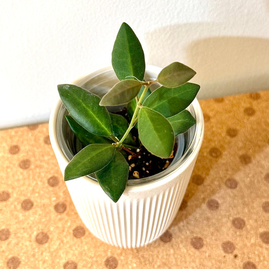 Hoya Burtoniae