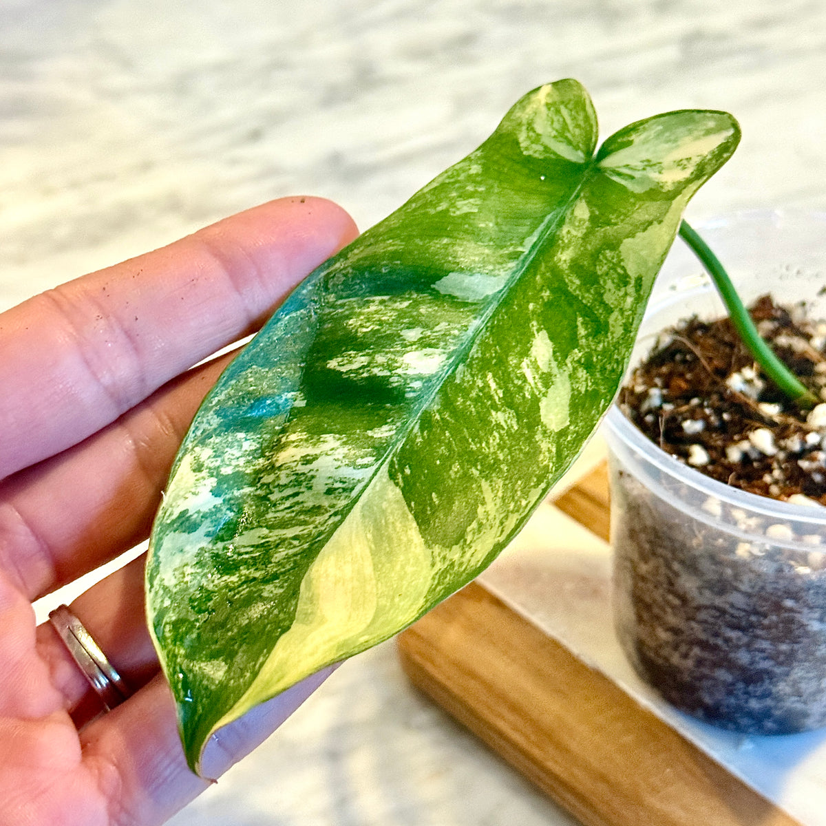Philodendron  ‘Aquarius’  (hybrid of Philodendron ‘Florida Beauty’ × ‘Paraiso Verde’) #1